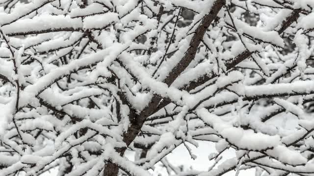 树上的雪视频素材