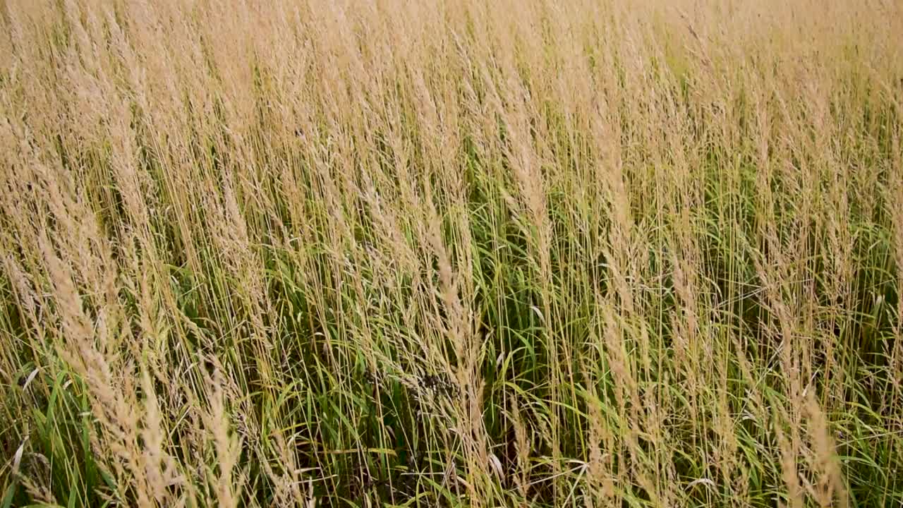 秋野草甸户外草视频素材