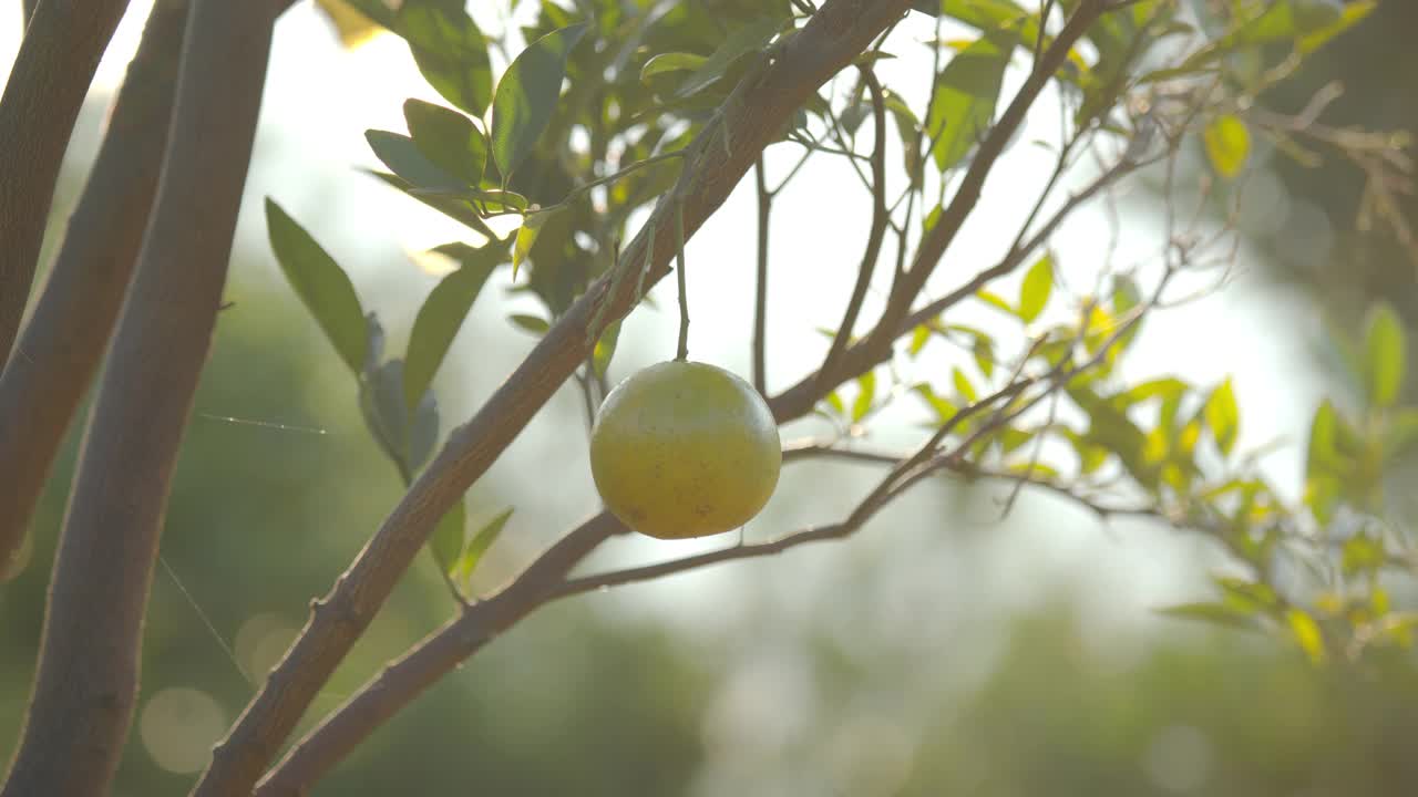 清晨时分，园丁用剪刀手在橘子田里采摘橘子。视频素材