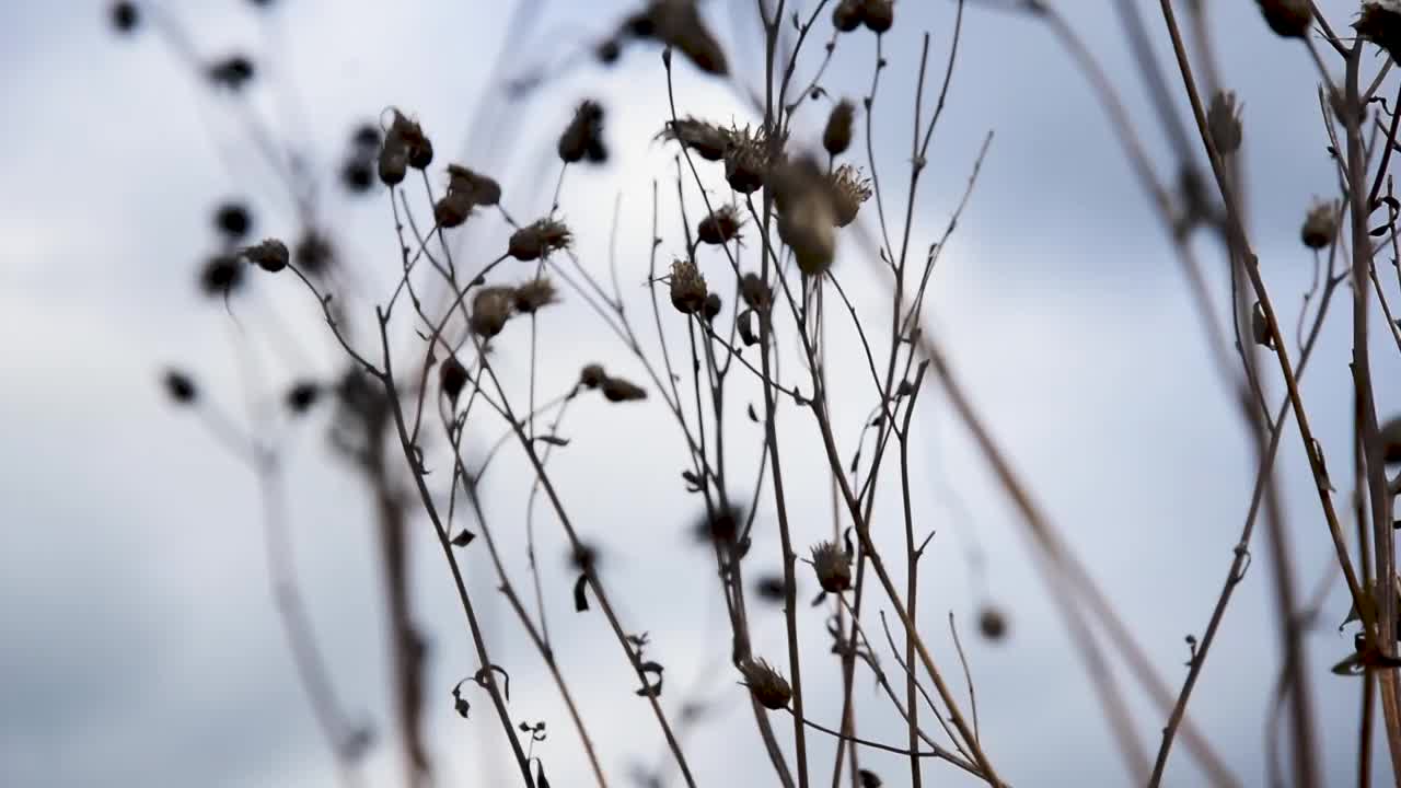 野地里干燥的秋草视频素材