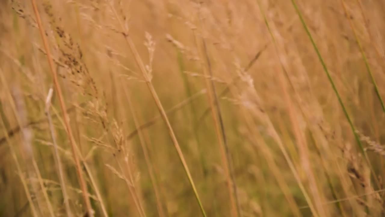 秋野草甸户外草视频素材