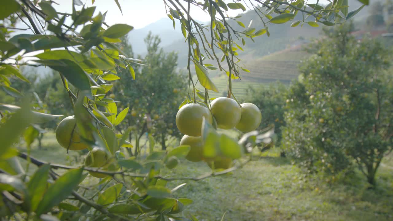 清晨时分，园丁用剪刀手在橘子田里采摘橘子。视频素材