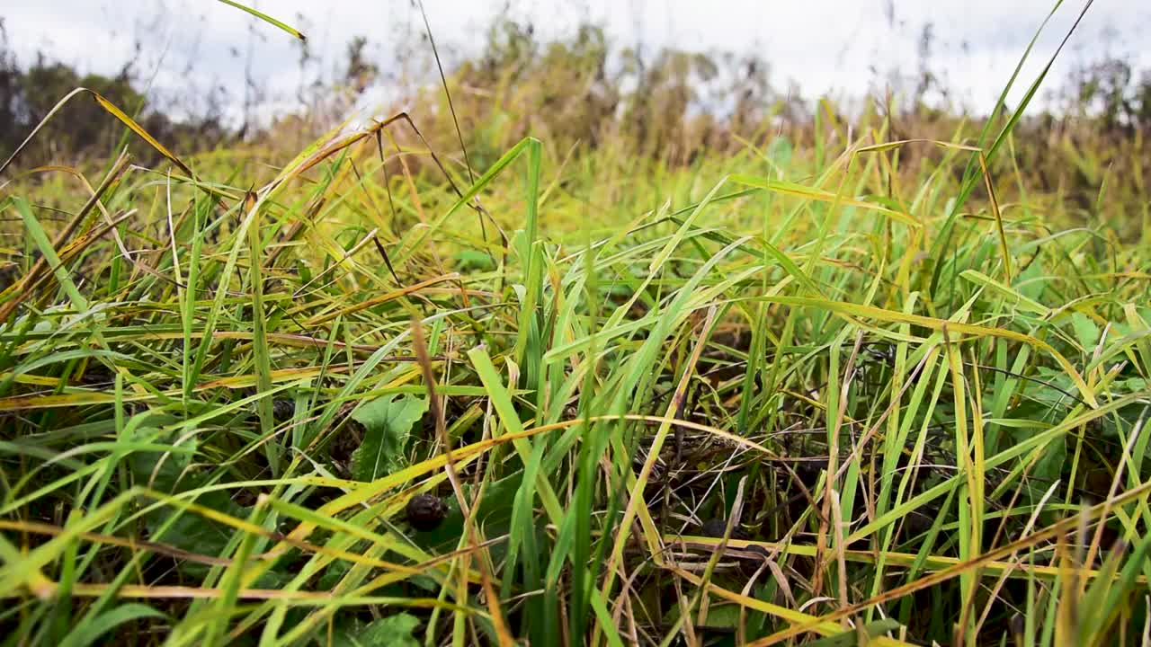 秋野草甸户外草视频素材