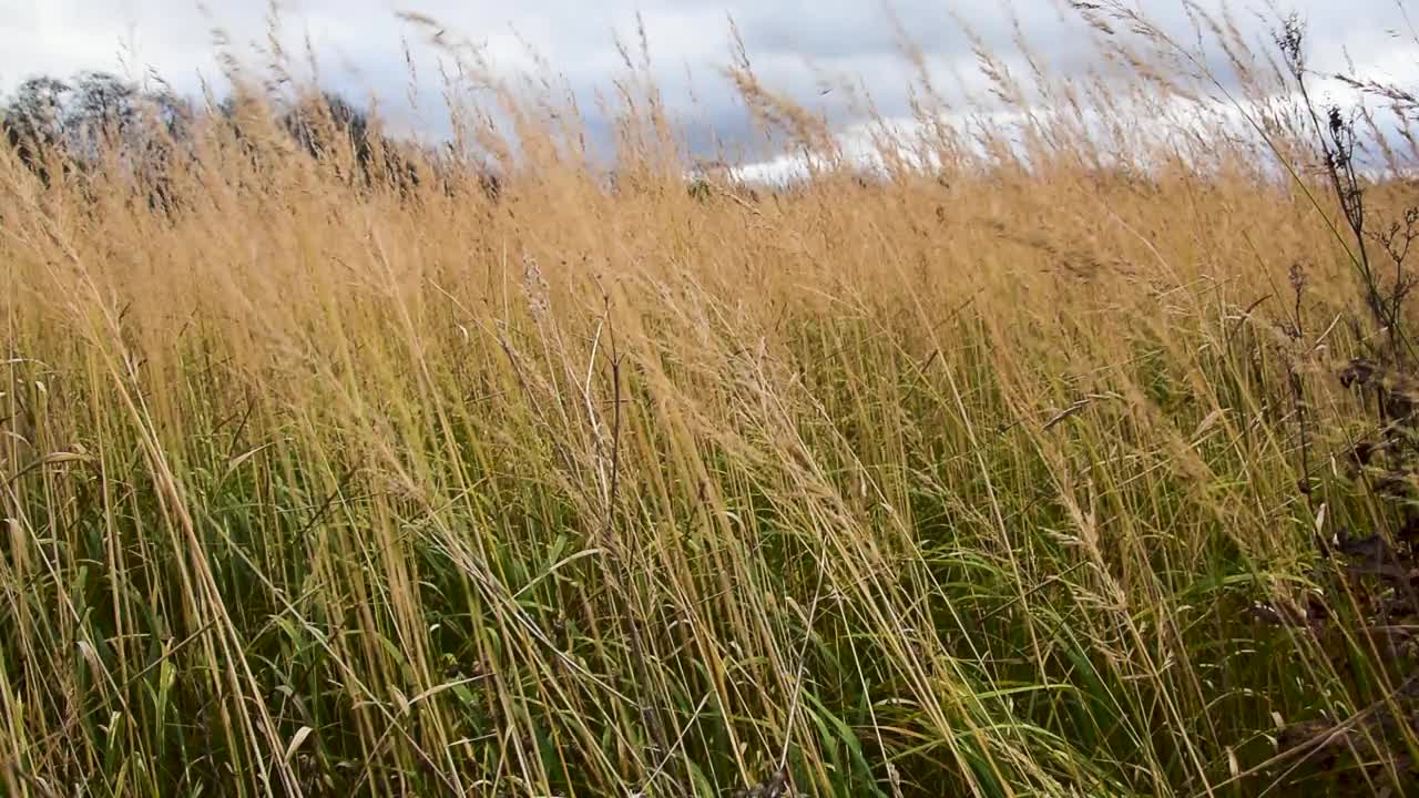 秋野草甸户外草视频素材