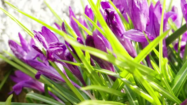 可爱的紫色春花。明亮的颜色。阳光明媚的一天。视频素材