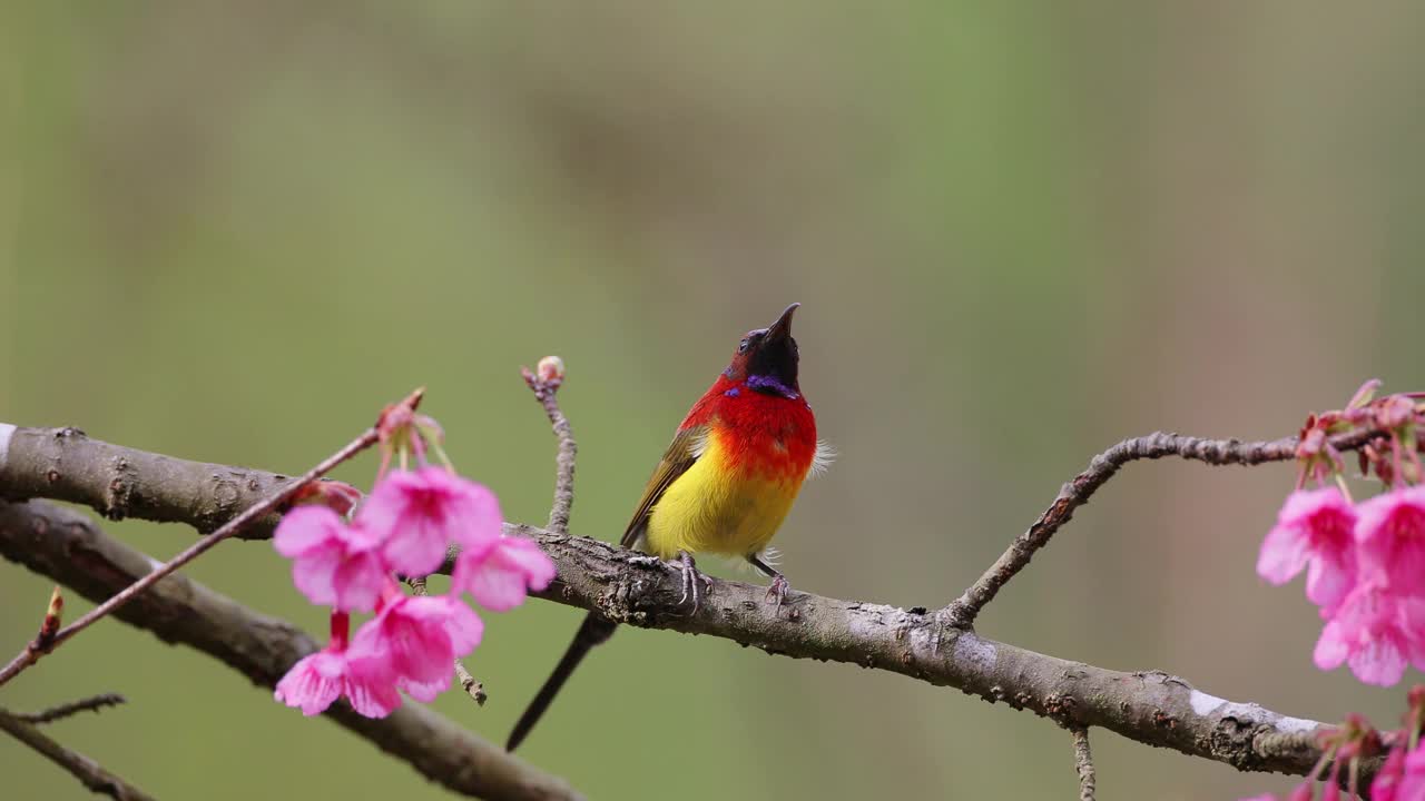 成年古尔德夫人的太阳鸟(Aethopyga gouldiae)视频下载