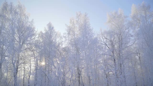 冬天仙女森林里的树木被冰雪覆盖视频素材