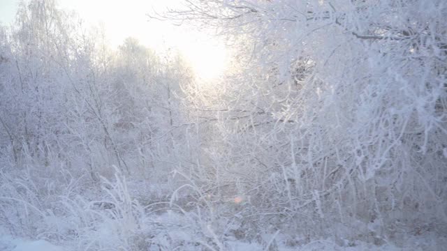 冬天仙女森林里的树木被冰雪覆盖视频素材