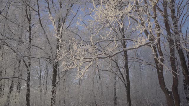 冬天仙女森林里的树木被冰雪覆盖视频素材