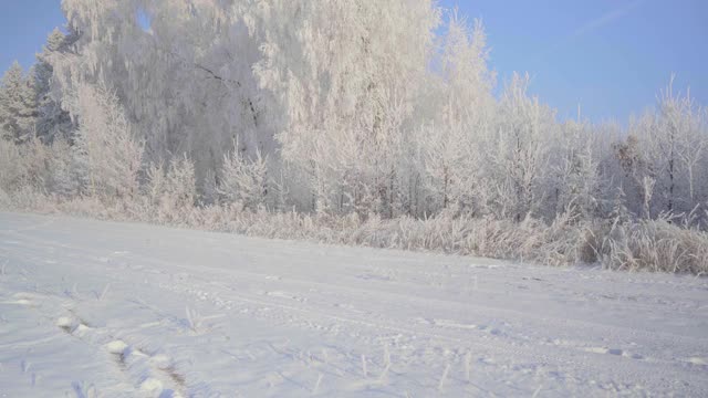 冬天仙女森林里的树木被冰雪覆盖视频素材