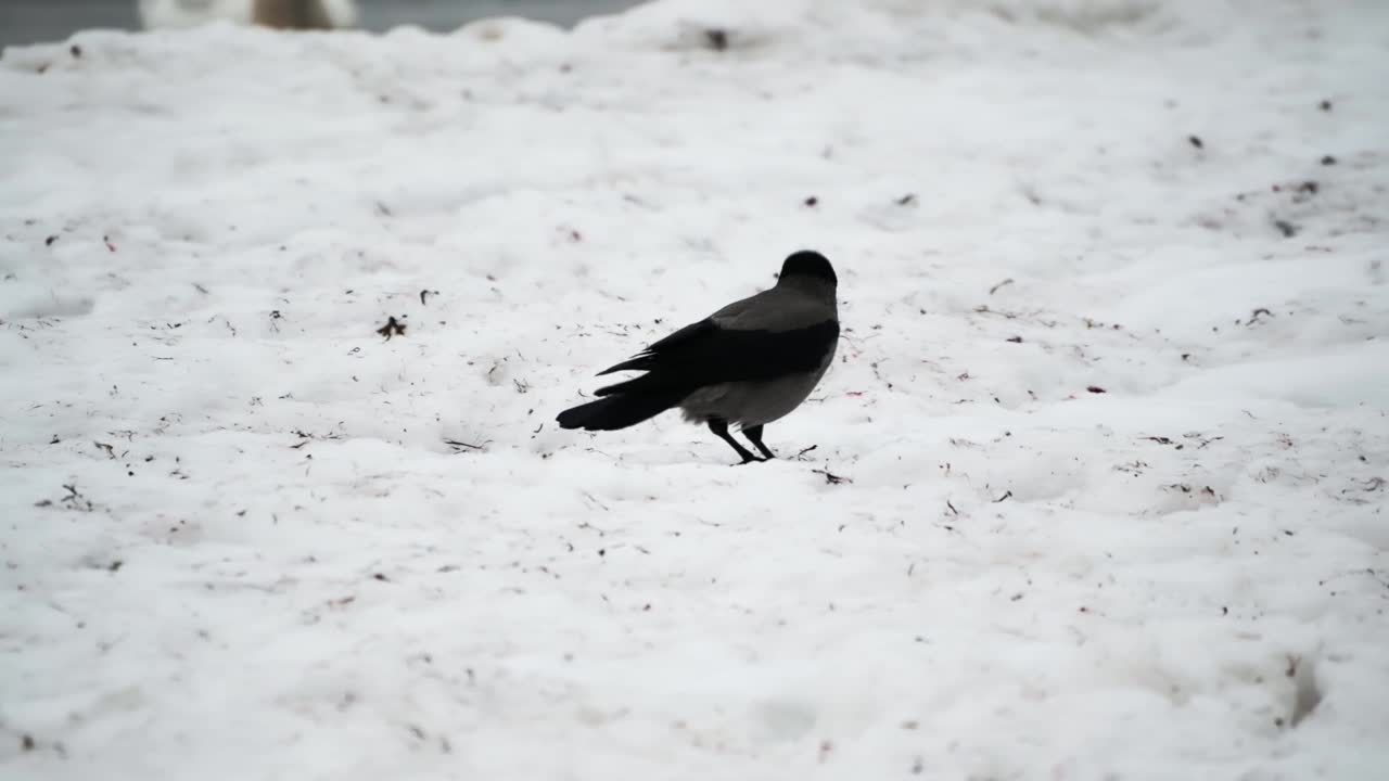 一只野生黑乌鸦在海边的雪地上行走寻找食物。视频素材