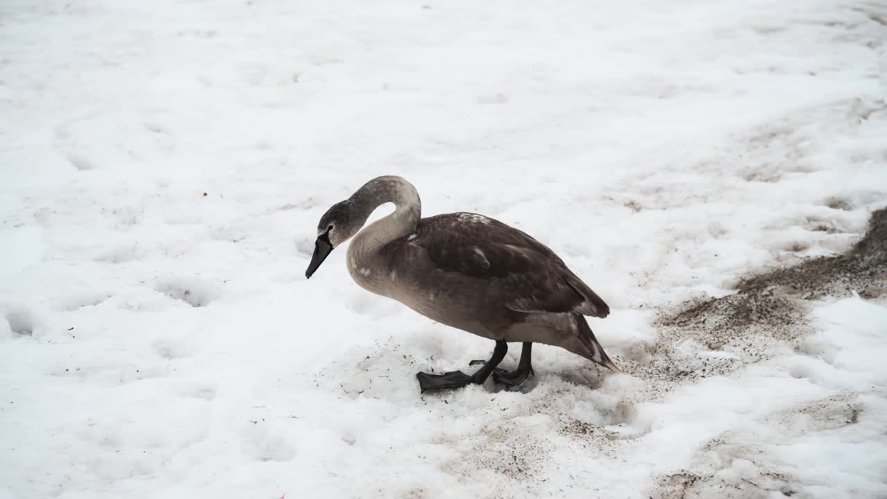 冬天，灰雁穿过雪地来到海边。视频素材