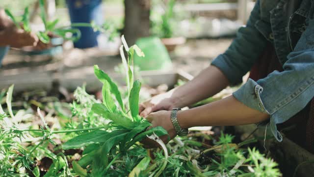 可持续的生活方式:菜园视频素材