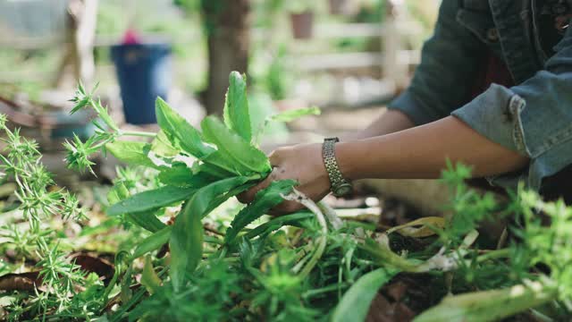 年轻的女性农民正在收获新鲜的有机蔬菜视频素材