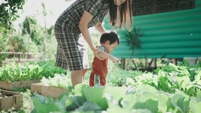 可持续的生活方式:菜园视频素材