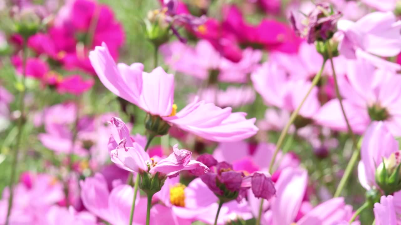 美丽盛开的粉白宇宙花在花圃里随风飘舞，美丽生动的自然夏日花园户外公园。视频素材