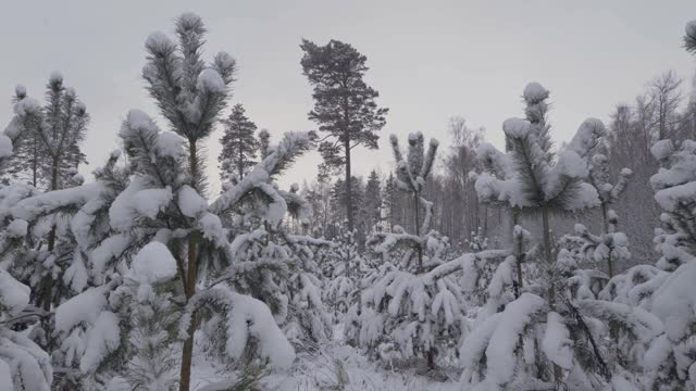 云杉上覆盖着雪视频下载