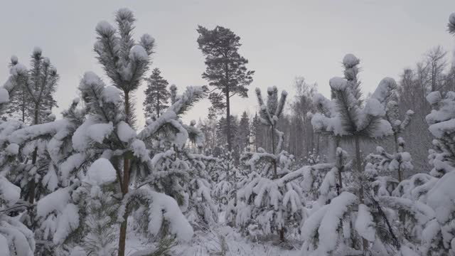 云杉上覆盖着雪视频素材