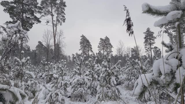 云杉上覆盖着雪视频素材