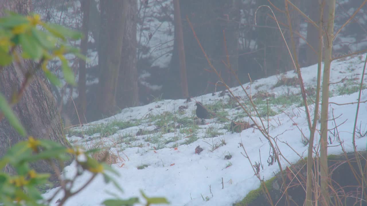 冬天，房子周围的花园下雪视频素材