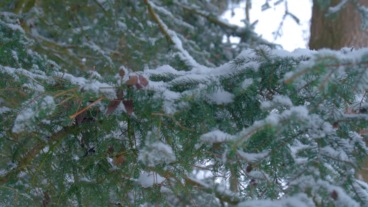 下雪的森林在农村视频素材