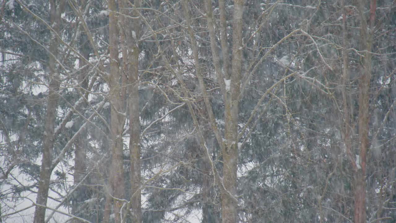 冬天，房子周围的花园下雪视频素材