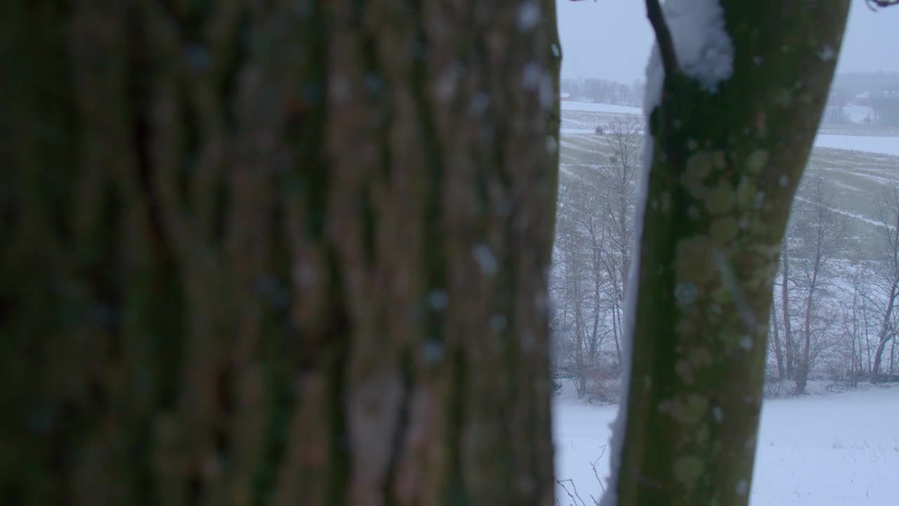 下雪的森林在农村视频素材