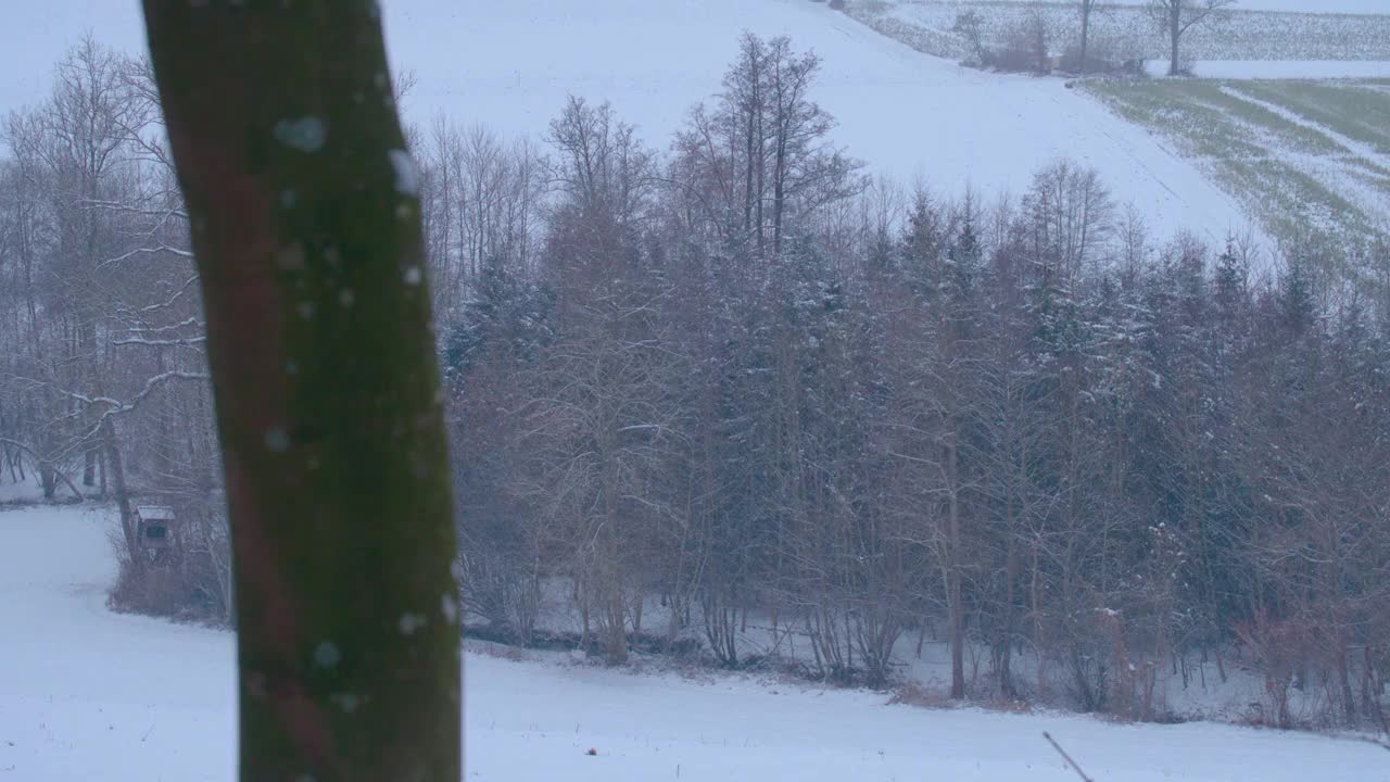 下雪的森林在农村视频素材