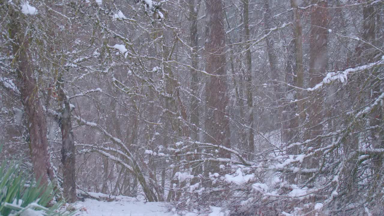 冬天，林地下雪视频素材