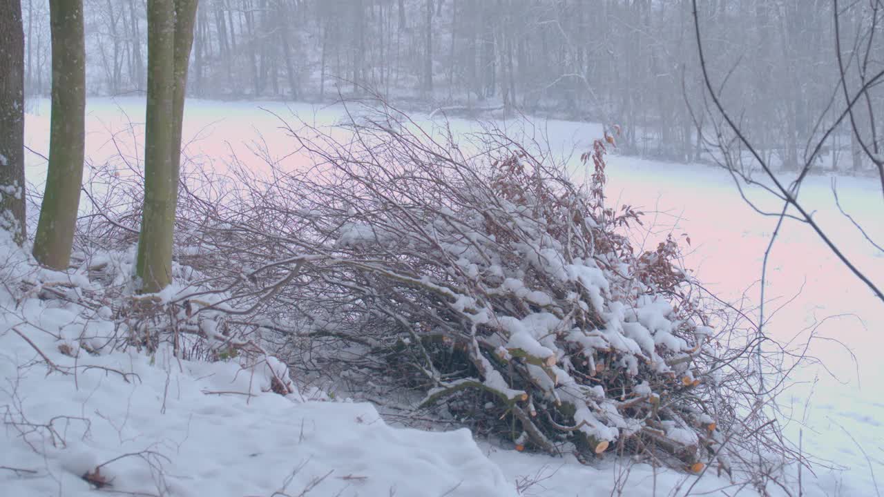 下雪的森林在农村视频素材