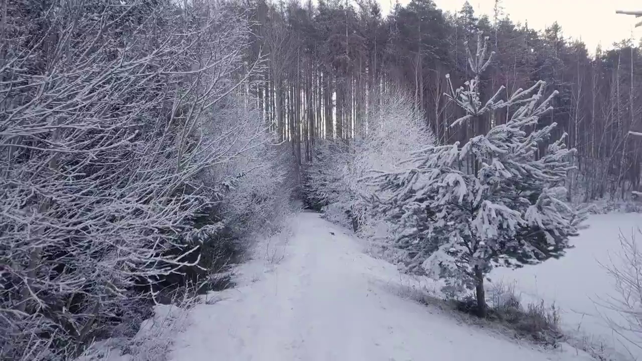 电影摄像机在冬季风景平移。在被雪覆盖的乡间小路上缓慢后退。冬天阴沉的早晨景象。视频素材