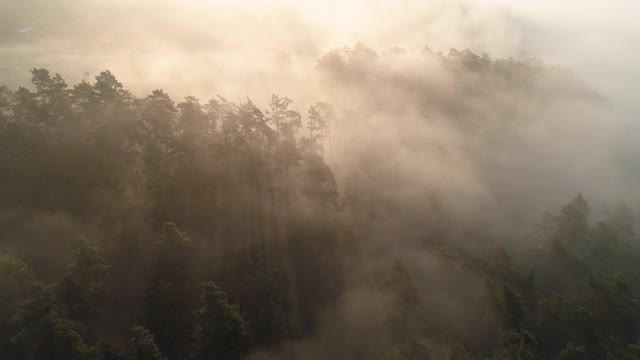 日出时被雾包围的森林鸟瞰图，Frankenhöhe，巴伐利亚，德国。视频素材