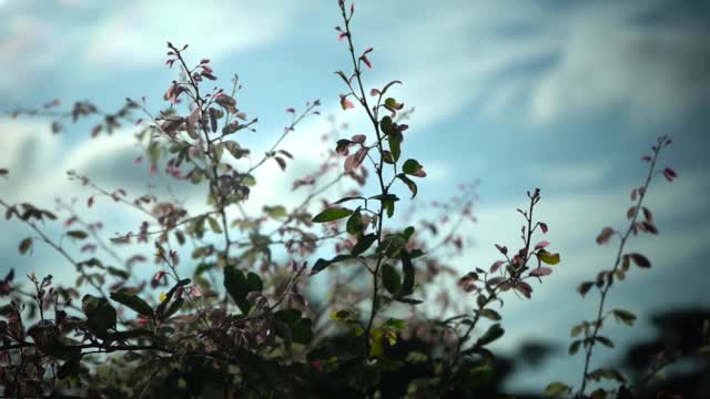 叶子对天空视频素材