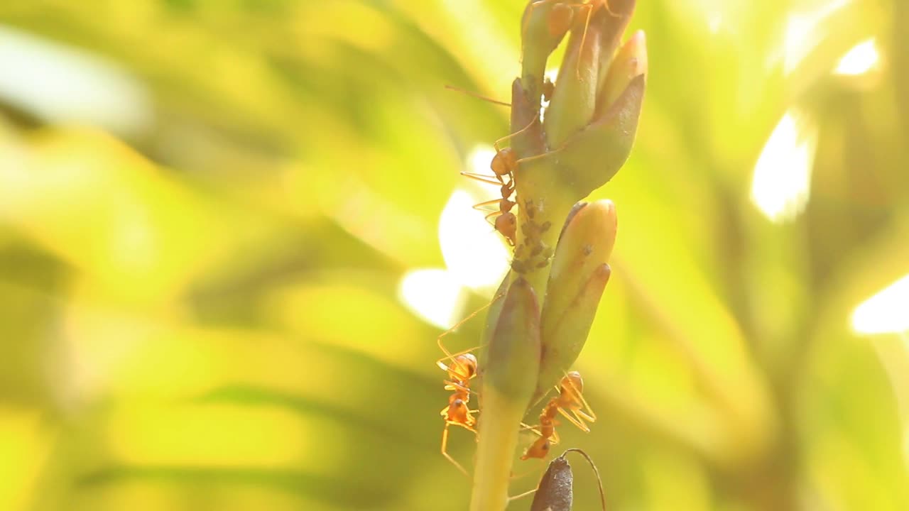 蚂蚁爬上花视频素材