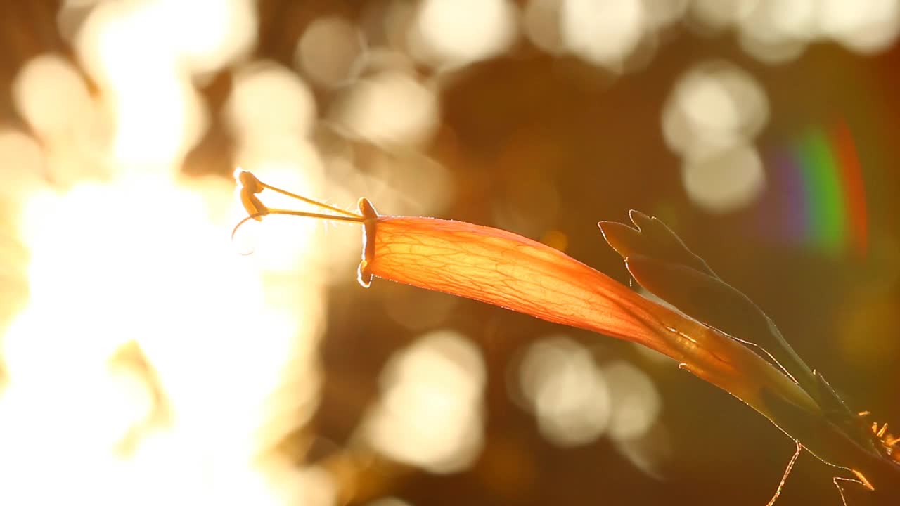 蚂蚁爬上花视频素材