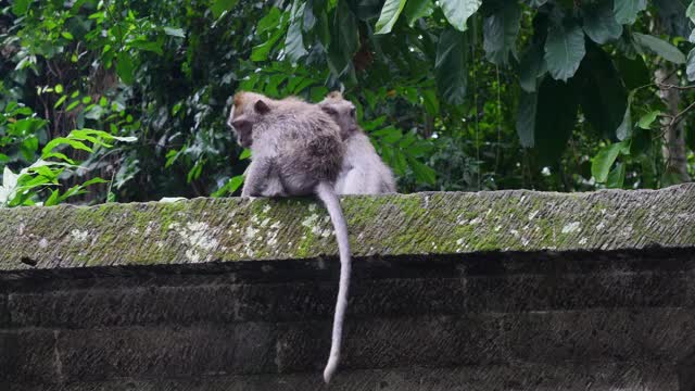 两只可爱的猴子在热带印尼的森林里捉跳蚤。视频素材