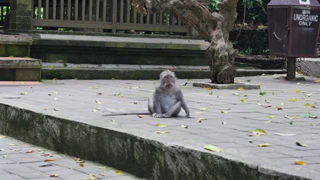 在印度尼西亚的热带森林里，有趣的猴子在吃草。视频素材