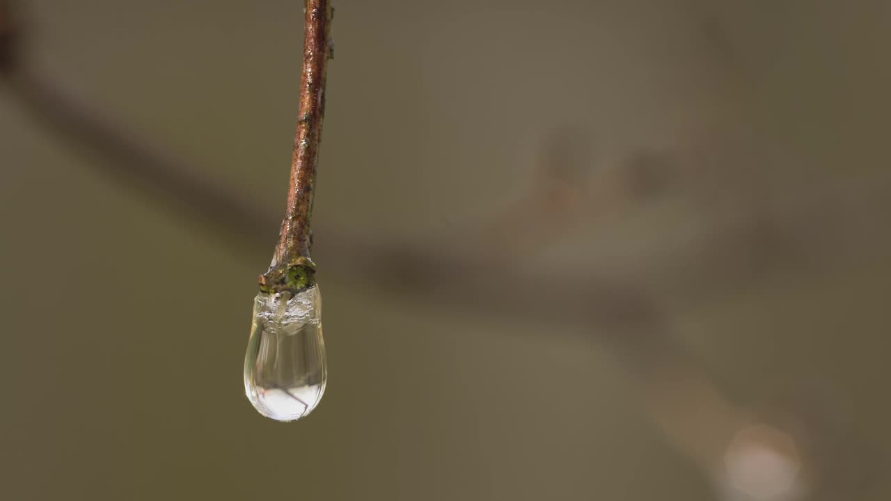 露珠细节2视频素材