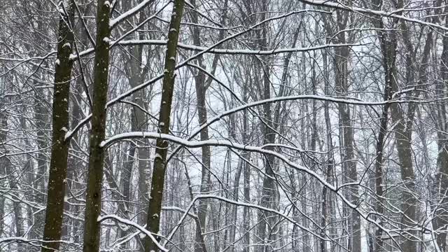 飘落的雪花视频视频素材