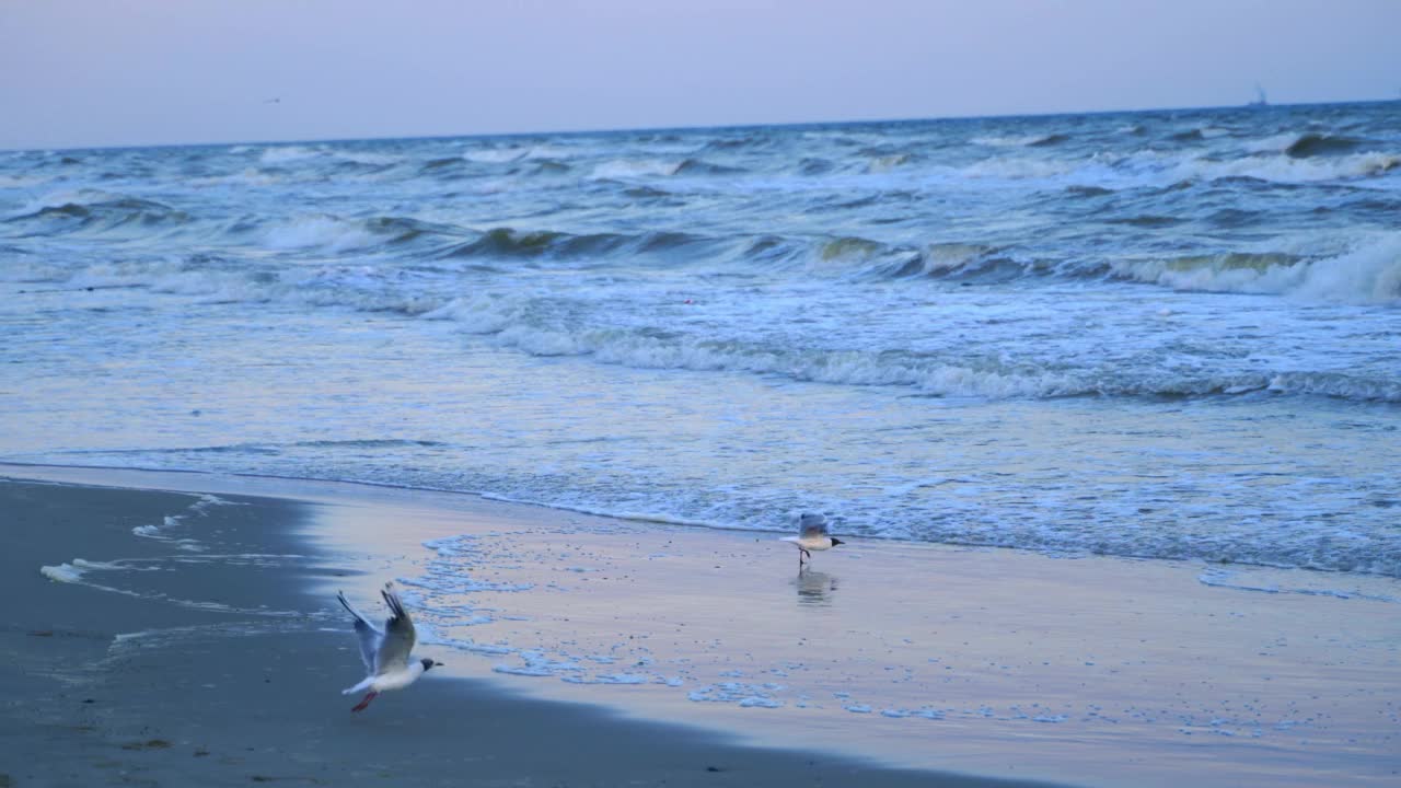 海鸥在海边飞翔。海鸥飞过海浪视频素材