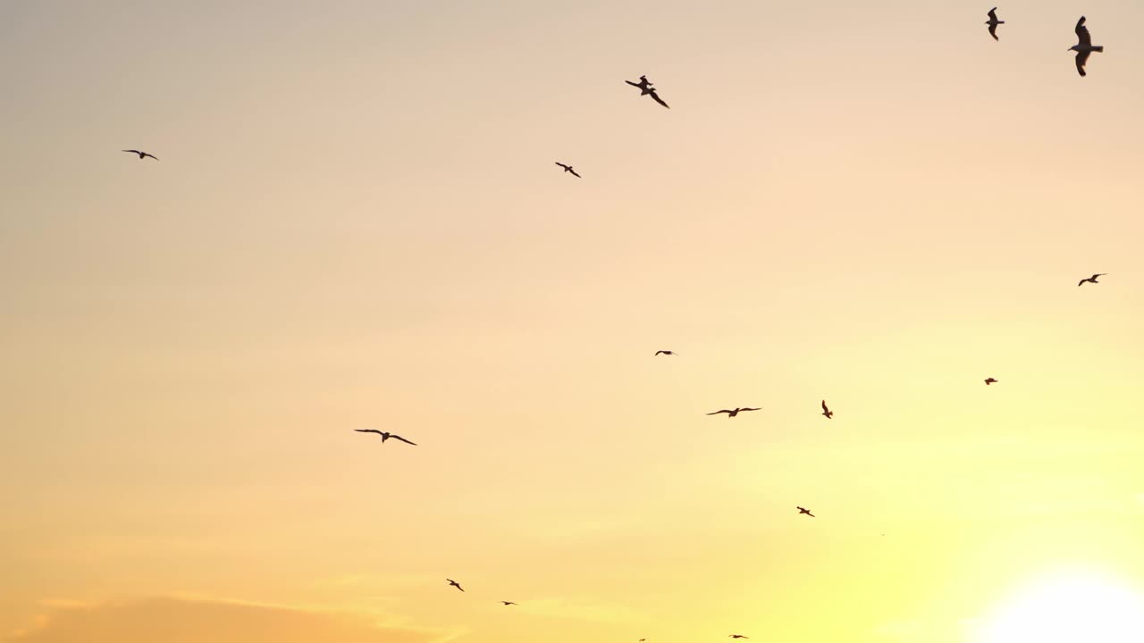 海鸥在天空中飞翔。日落时，海鸥在海面上空飞翔视频素材