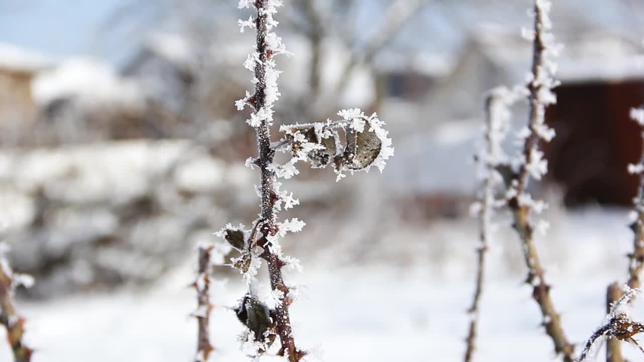 花园里的植物被雪覆盖了。冬季植物闭合视频素材