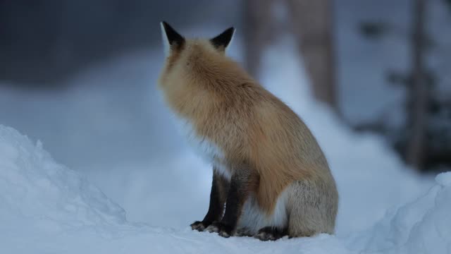 TS 4K的红狐(Vulpes Vulpes)坐在新雪中视频素材