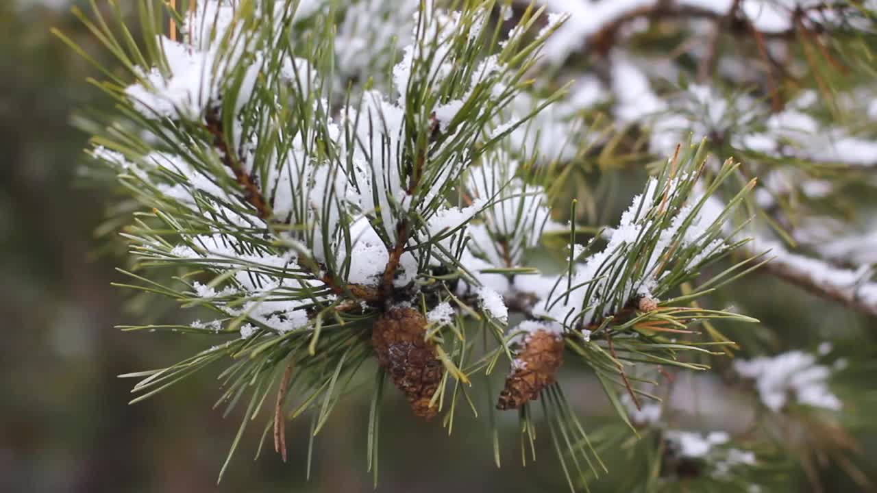 松枝上覆盖着雪。靠近松针视频素材