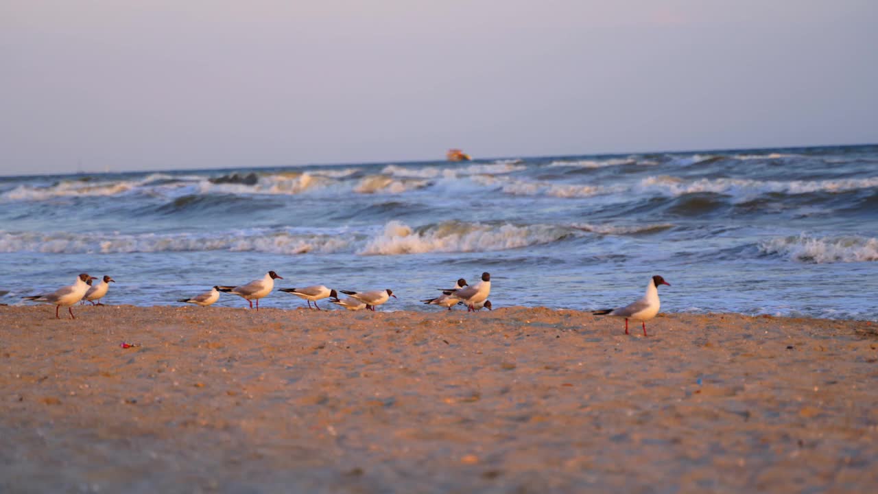 海滩上的海鸥。一群海鸥在海滩上坐着、飞着视频素材