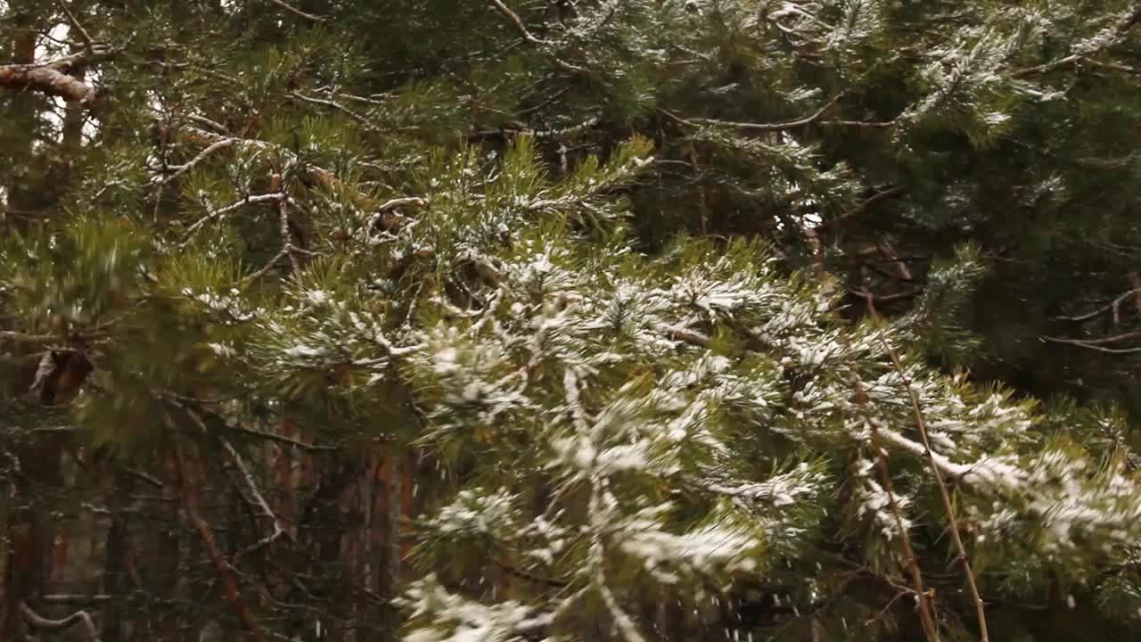 松枝上覆盖着雪。靠近松针视频素材