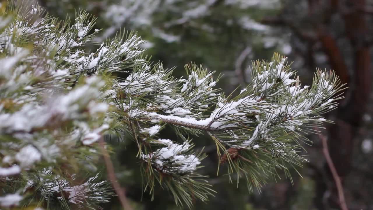 松枝上覆盖着雪。靠近松针视频素材