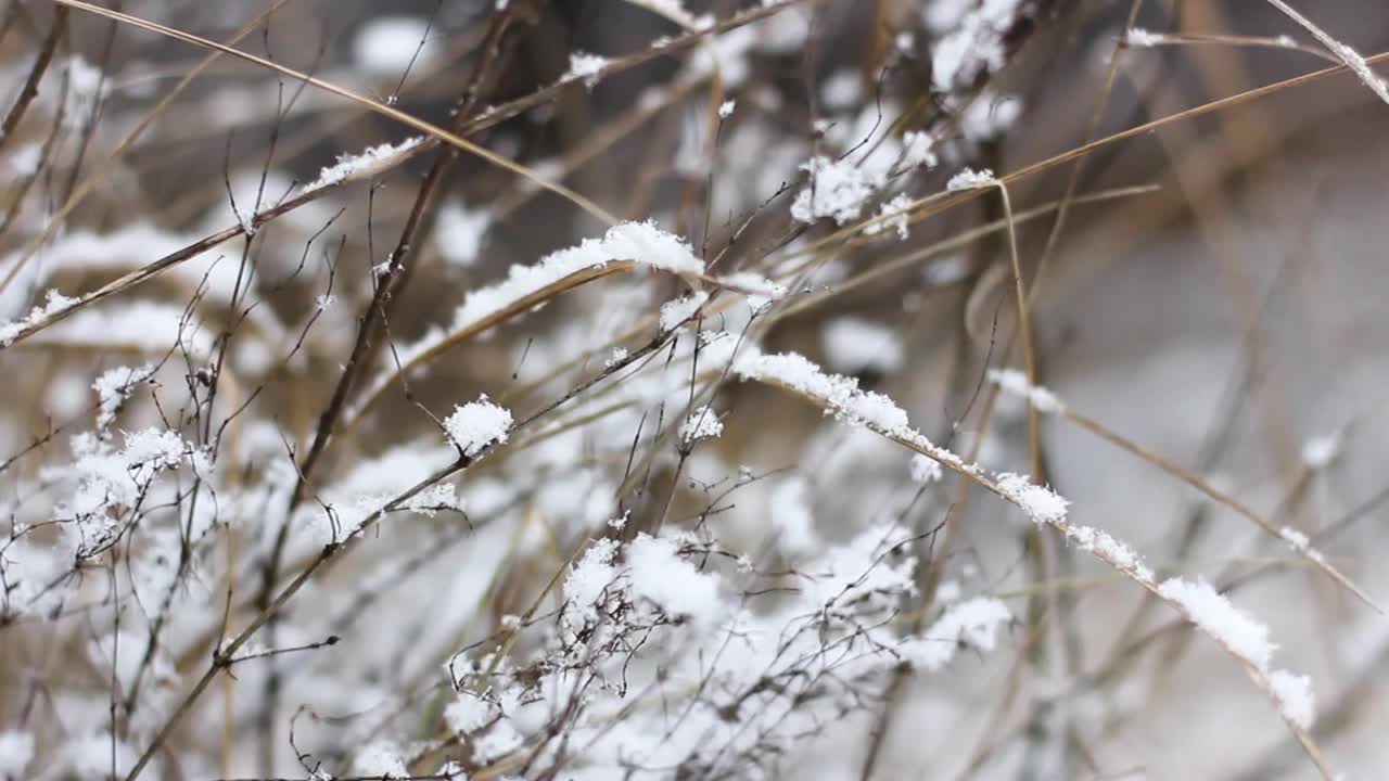 干花被雪覆盖了。睡觉自然视频素材