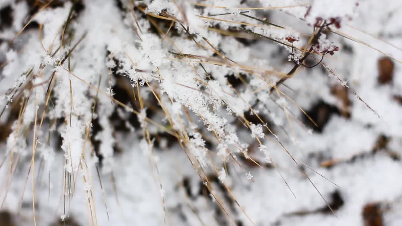 干花被雪覆盖了。睡觉自然视频素材