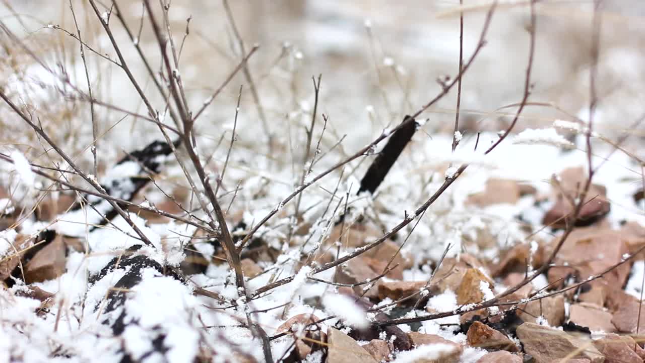 干花被雪覆盖了。睡觉自然视频素材